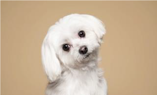 PICTURE OF MALTESE PUPPY