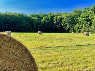 Picture of hay bales in field