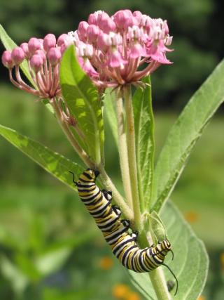 Monarch Caterpillar - Photo by Ellen Snyder