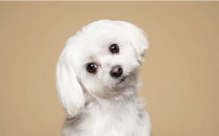 PICTURE OF MALTESE PUPPY